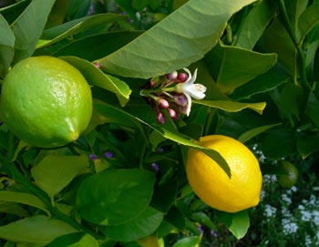 Lemon Generations - Photo by David Fox