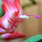 Christmas Cactus