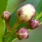 Lemon Buds