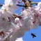 Spring Bee